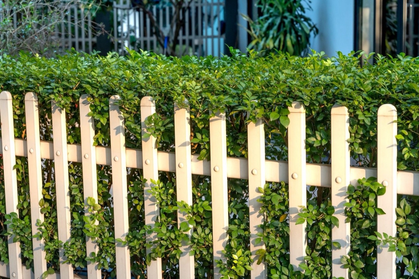 A sunlit white picket fence lined with green hedges