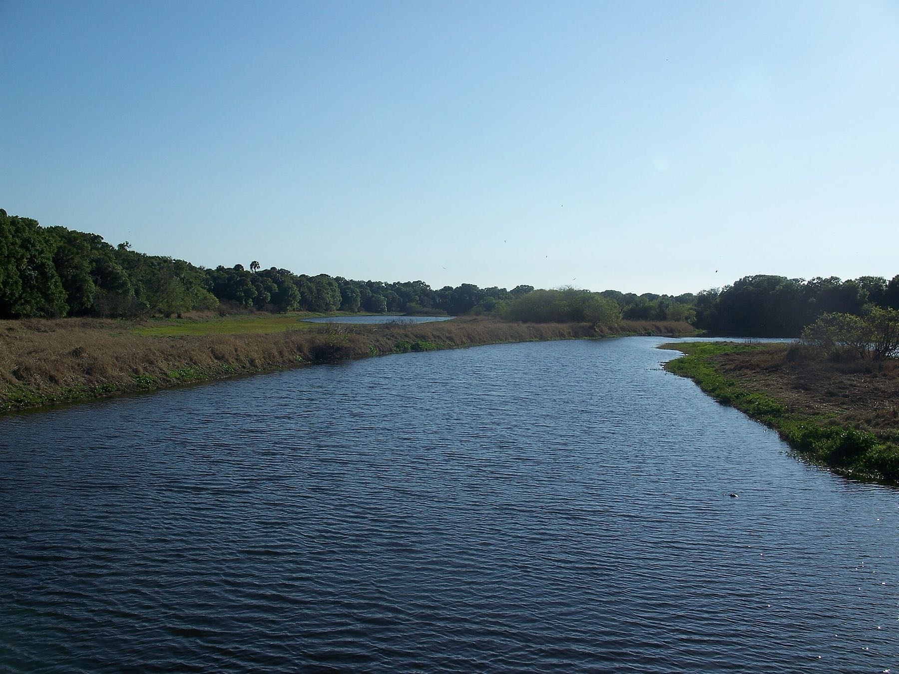 The Myakka River winding through marsh grass under a clear sky